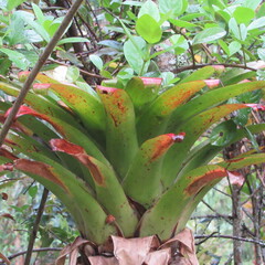 Tillandsioideae