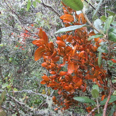 Dendrophthora avenia