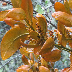 Dendrophthora avenia