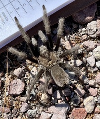 Aphonopelma