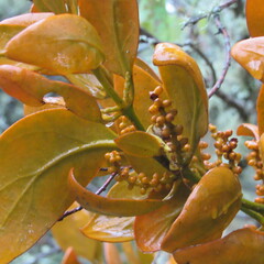 Dendrophthora avenia