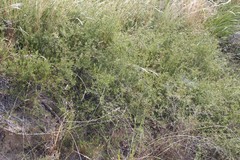 Aspalathus bracteata