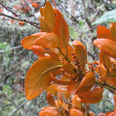 Dendrophthora avenia