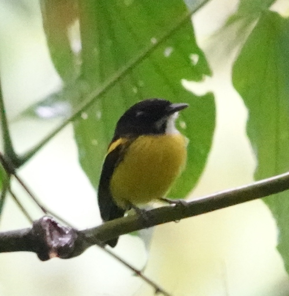 Golden-winged Tody-Flycatcher (Poecilotriccus calopterus), photo 6