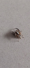 Araneae
