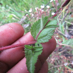Stevia elatior