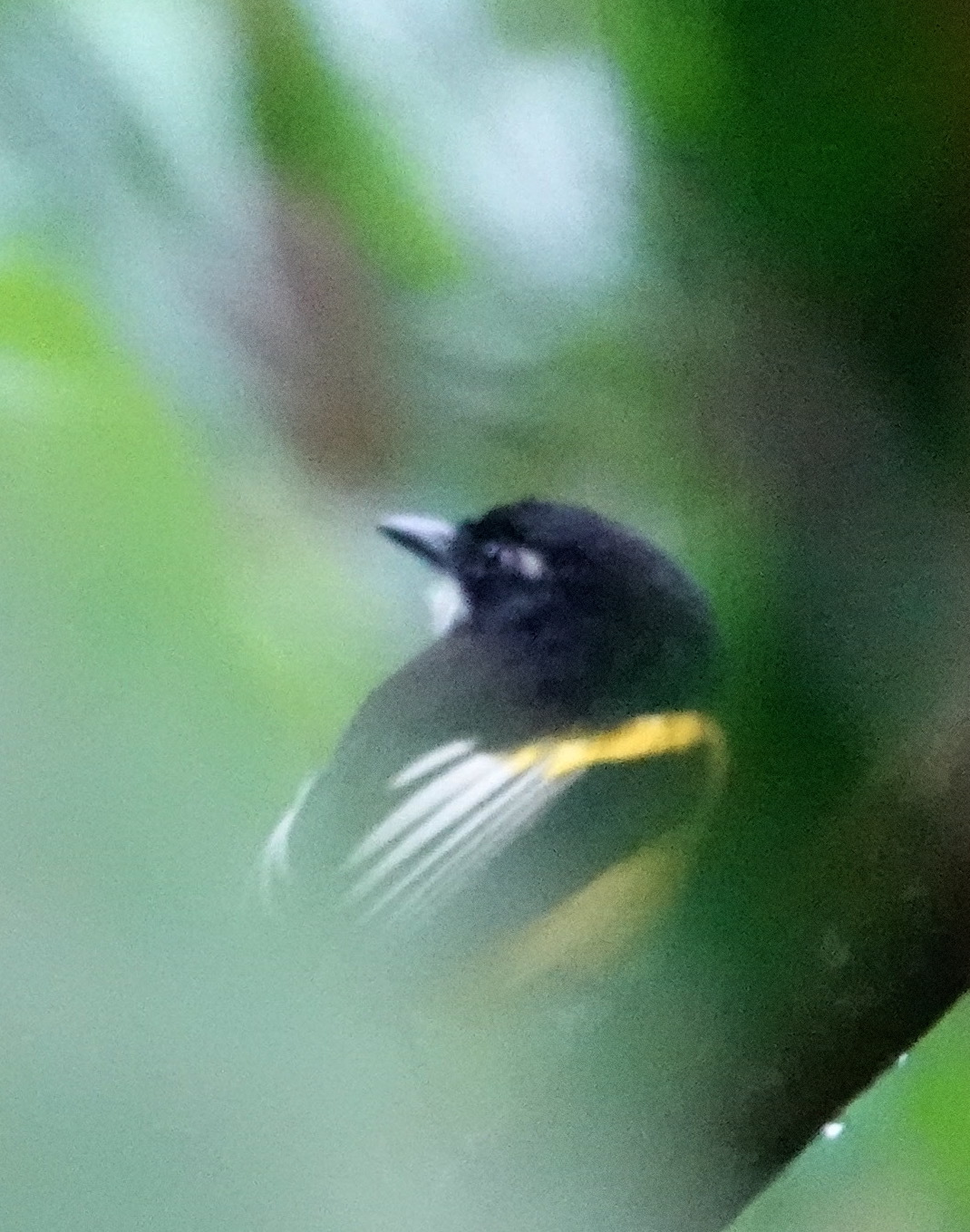 Golden-winged Tody-Flycatcher (Poecilotriccus calopterus), photo 7