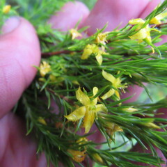 Hypericum juniperinum