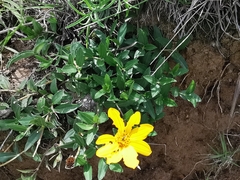 Perymenium buphthalmoides