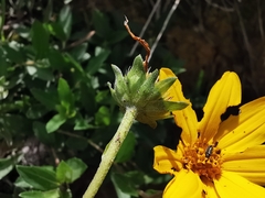 Perymenium buphthalmoides