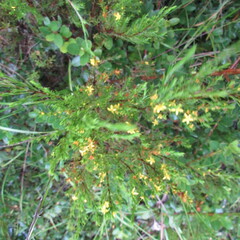 Hypericum juniperinum