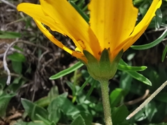 Perymenium buphthalmoides