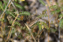 Lerodea eufala eufala