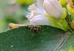 Diabrotica speciosa