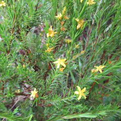 Hypericum juniperinum