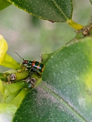 Diabrotica speciosa
