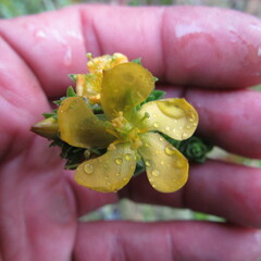 Hypericum mexicanum