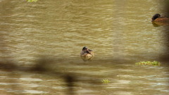 Heteronetta atricapilla