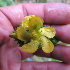 Hypericum mexicanum