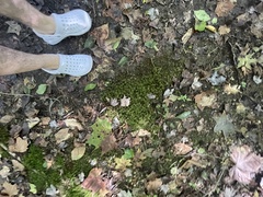 Plagiomnium rostratum