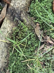 Plagiomnium rostratum