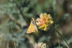 Hylephila phyleus phyleus