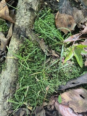 Plagiomnium rostratum