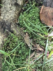 Plagiomnium rostratum