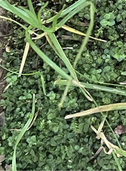 Plagiomnium rostratum