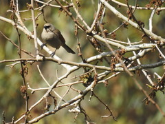 Agelaioides badius
