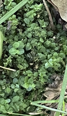 Plagiomnium rostratum