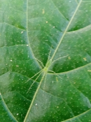 Araneae