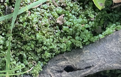 Plagiomnium rostratum