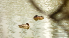 Heteronetta atricapilla