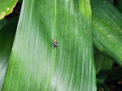 Salticidae