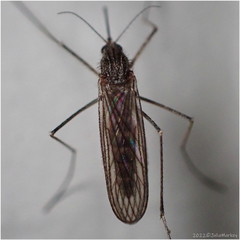 Culiseta inornata