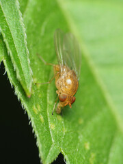 Physoclypeus