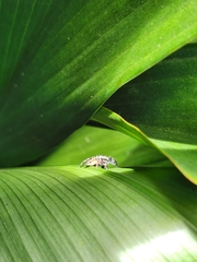 Salticidae