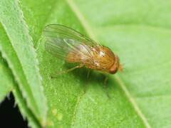 Physoclypeus