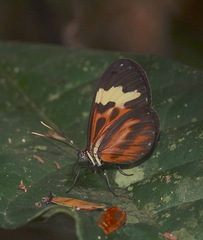 Hypothyris cantobrica