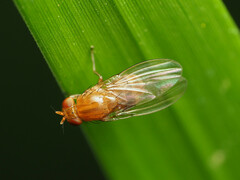 Physoclypeus coquilletti