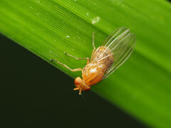 Physoclypeus coquilletti