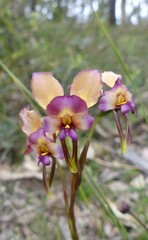 Diuris longifolia