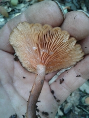 Lactarius serifluus