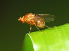 Physoclypeus coquilletti