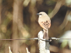 Agelaioides badius