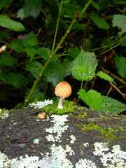 Coprinellus radians