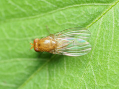 Physoclypeus