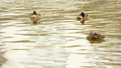 Heteronetta atricapilla