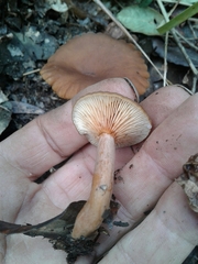 Lactarius serifluus